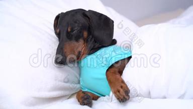 穿着蓝色睡衣的狗狗狗狗狗狗困了。 狗想睡觉，眼睛闭着